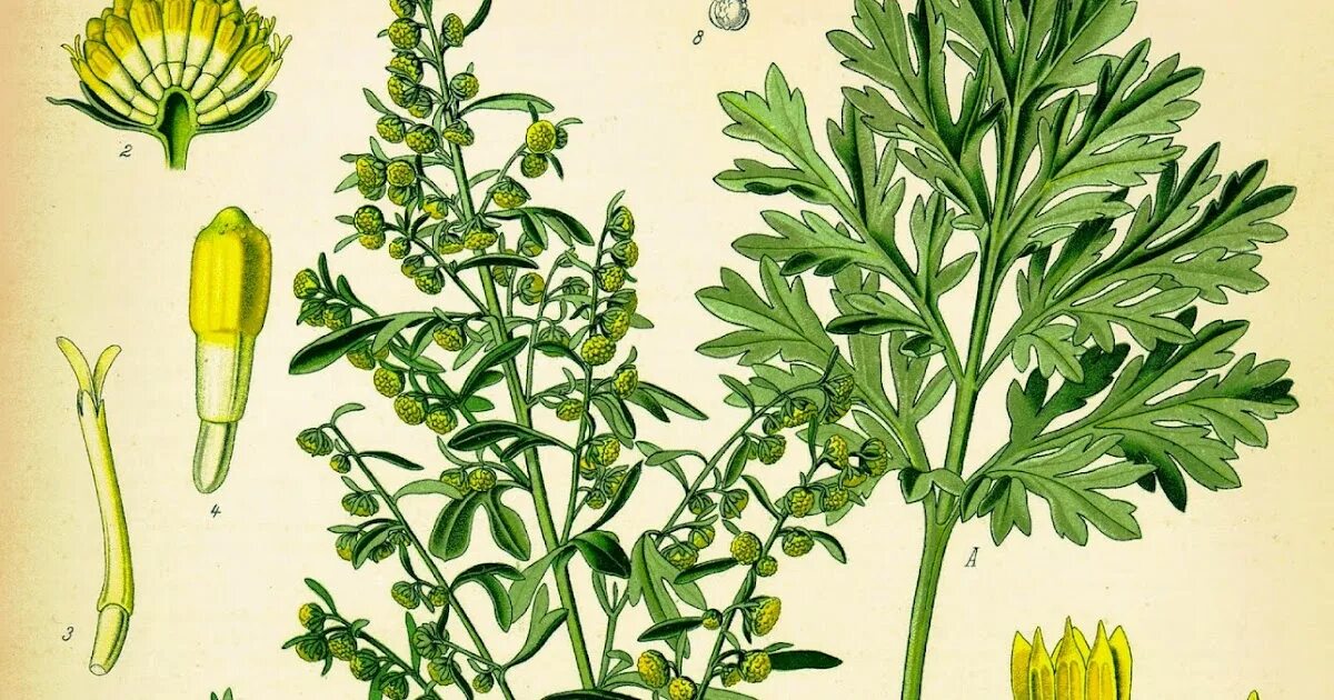 полынь горькая соцветие. полынь обыкновенная. полынь обыкновенная (artemísiavulgáris). полынь горькая гербарий. полынь лечебная artemisia abrotanum.