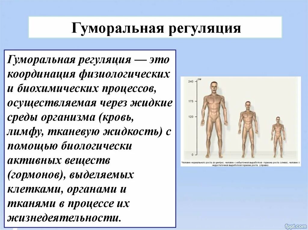 Гуморальная регуляция человека. Гуморальная регуляция процессов жизнедеятельности организма. Регуляция функций организма. Координация и регуляция функций. Гуморальные реакции организма