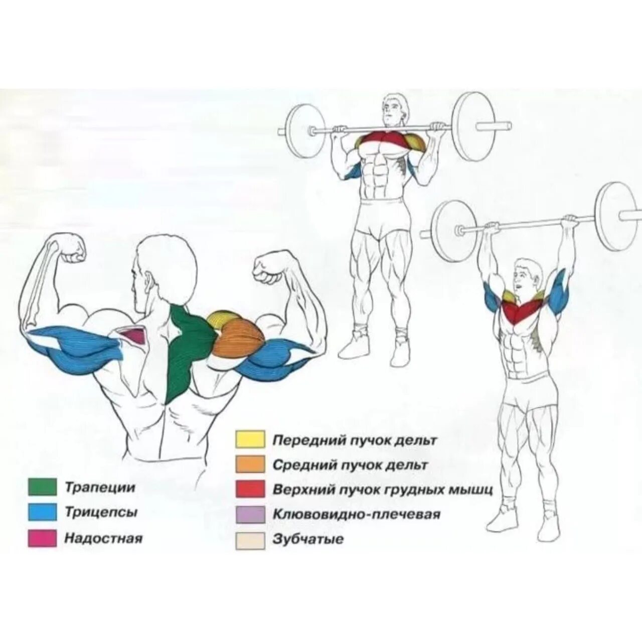 Упражнения на средний пучок. Жим штанги стоя группа мышц. Армейский жим штанги стоя техника. Жим штанги из положения стоя. Жим гантелей (армейский жим).