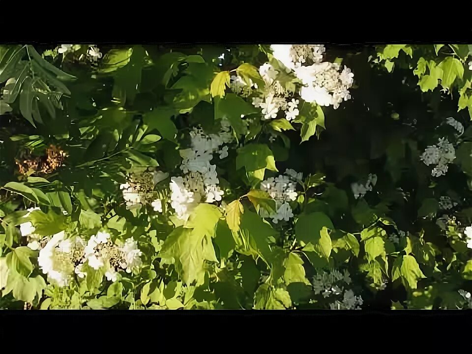 Цветёт калина за окном. Ой цветет калина. Как цветёт калина фото. Цветёт калина в поле у ручья фристайл. Калина цветет.