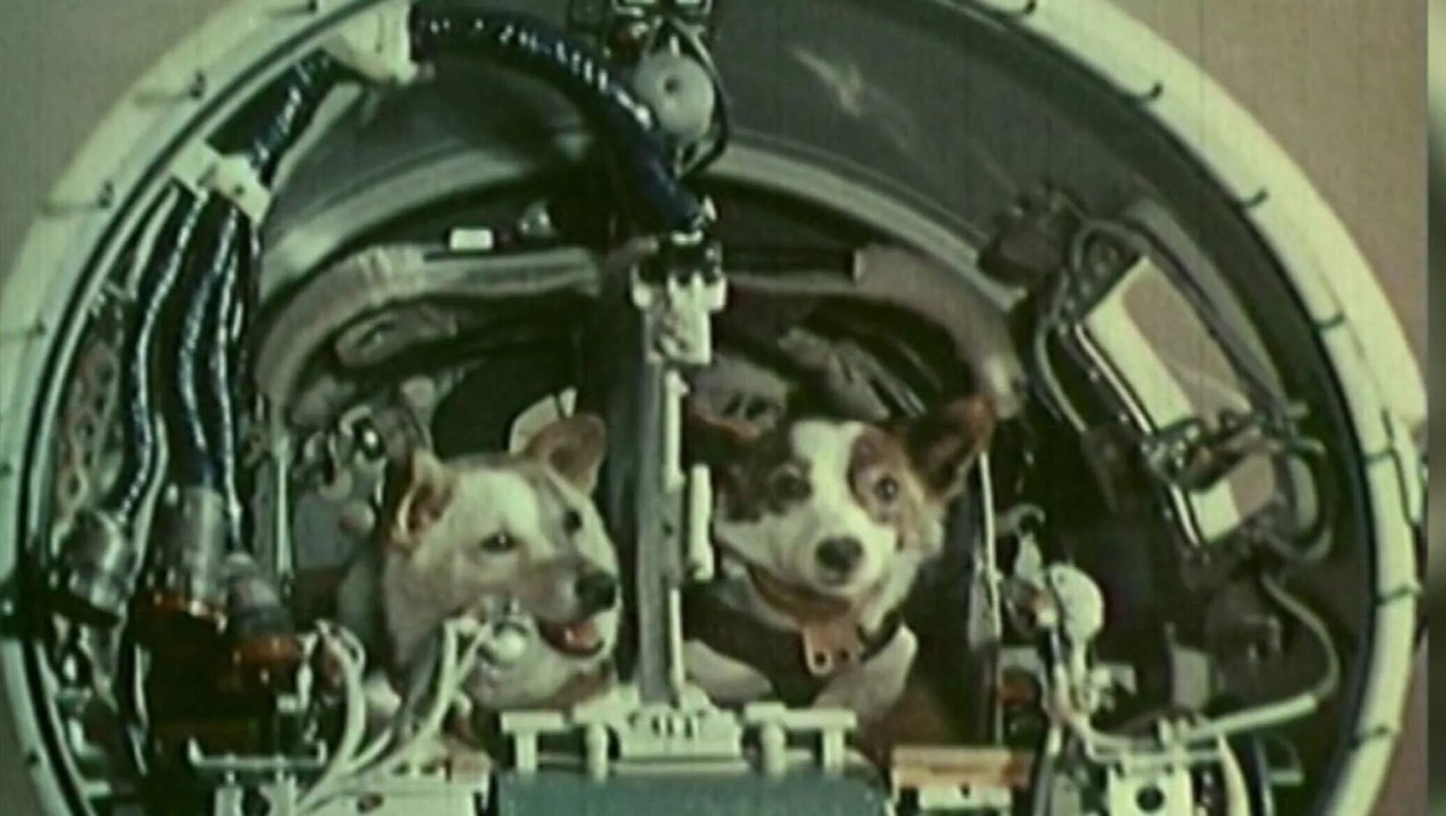 Первый робот побывавший в космосе. Белка и стрелка полёт в космос 1958. сергей королев с белкой и стрелкой. спутник 5 белка и стрелка. собаки белка и стрелка в космосе.