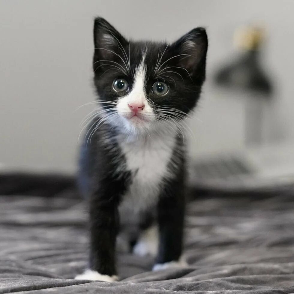 Маленький черный белый котенок. Котенок черно-белый. Котята чёрно белые. Черный и белый котенок. Котик черно белый.