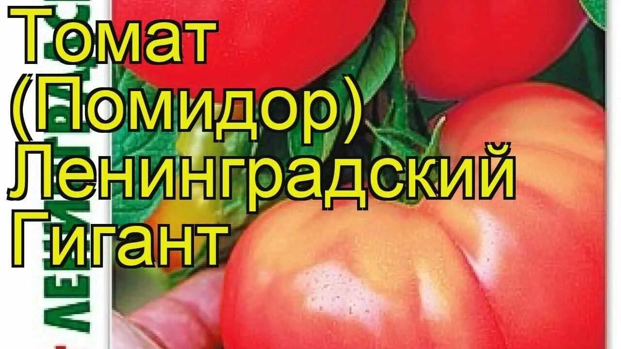 Томат ленинградский скороспелый. Семена томат Ленинградский скороспелый Биотехника. Ленинградский великан томат. Помидоры Ленинградский скороспелый. Помидоры Ленинградский гигант.