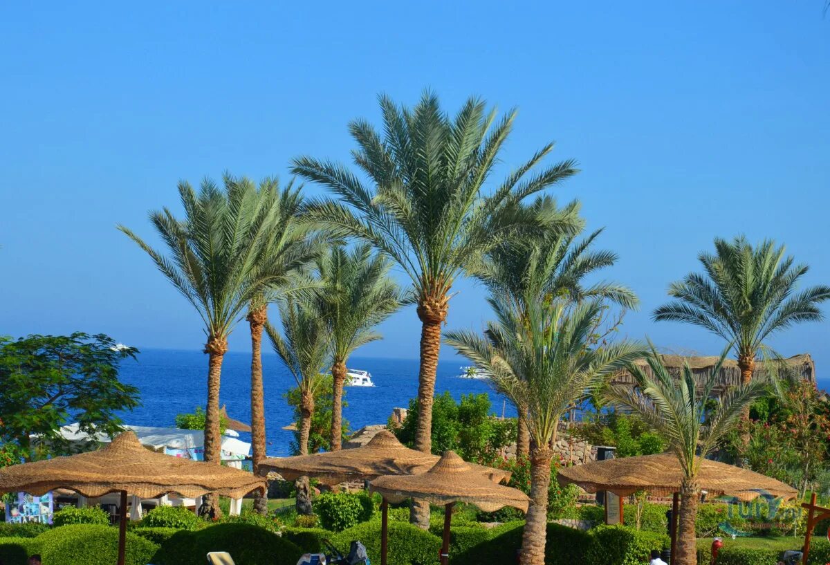 Шарм-Эль-Шейх. Barcelo Royal Grand Sharm. Альбатрос Роял Гранд Шарм-Эль-Шейх фото туристов. Погода Шарм-Эль-Шейх пурамиса. Погода в шарм эль шейхе в июле