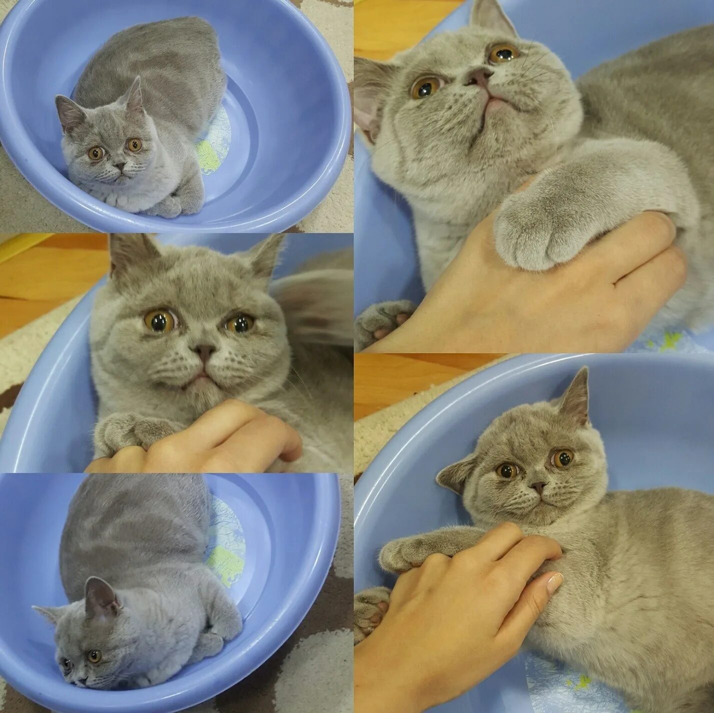 Еда котенка в 1.5 месяца. Шотландский прямоухий кот 6 месяцев. шотландская прямоухая котенок 6 месяцев. рацион питания шотландского котенка. питание шотландских вислоухих.