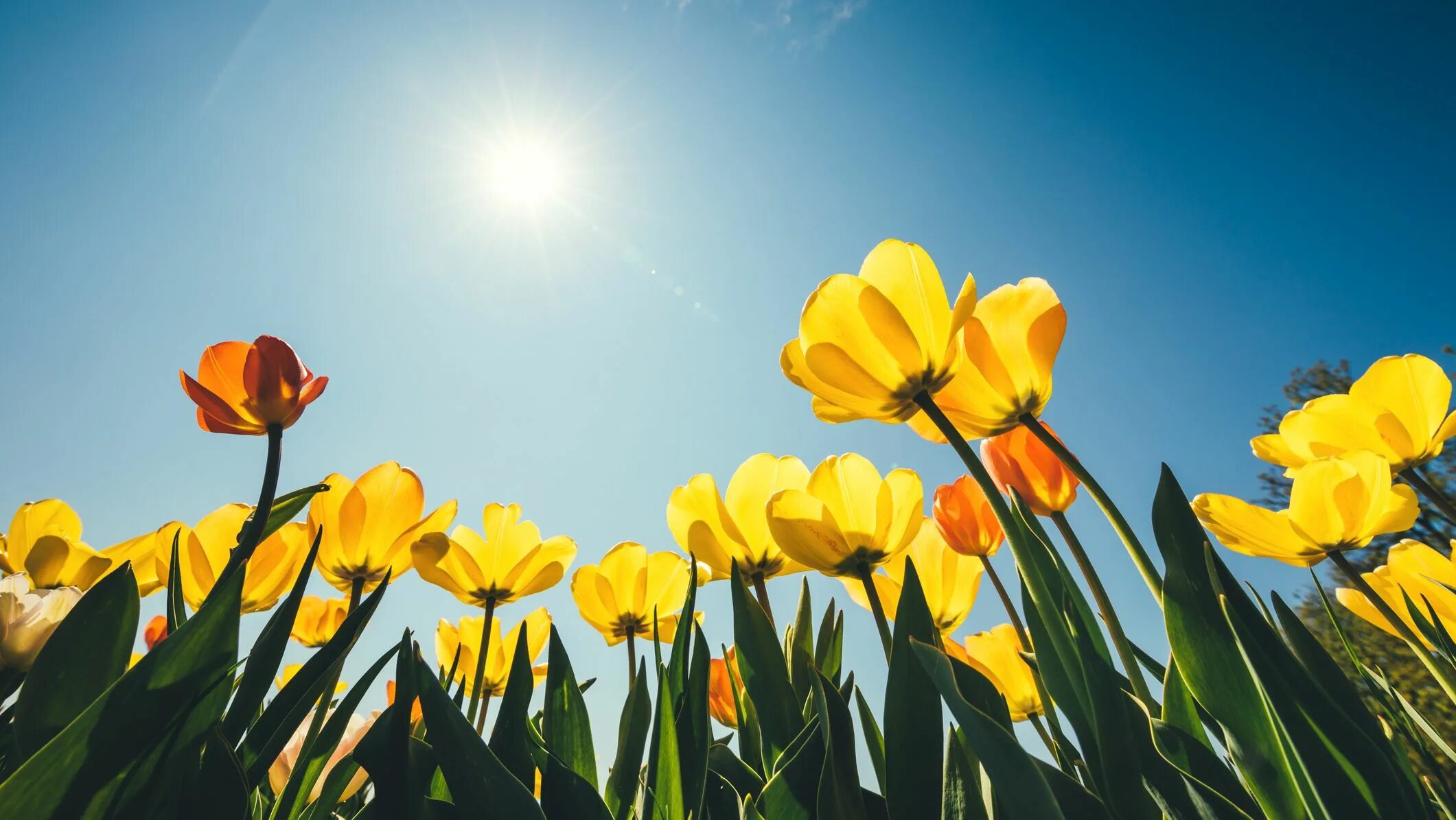 Spring reason