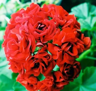 Пеларгония rosebud