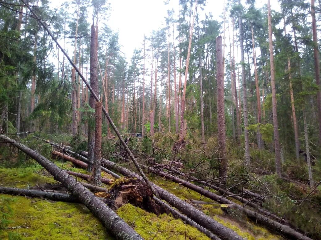 Смоленские леса. Ветровал. Ветровал в темнохвойном древостое. Бурелом в Новгородской области 2010.