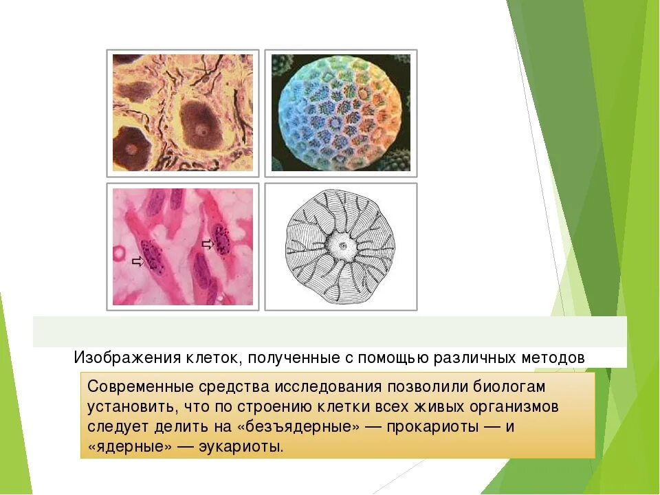 Какие методы используются для исследования клетки. Метод изучения клетки. Цитология методы изучения клетки. Методы исследования клетки в биологии. Современные методы изучения клетки.