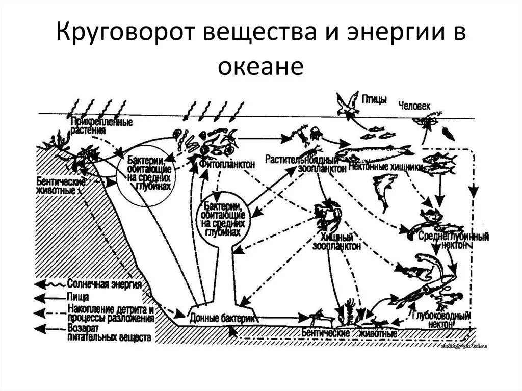 Круговорот хищников. Круговорот энергии схема. схема круговорота веществ в водоеме. пищевой круговорот. круговорот энергии в океане.