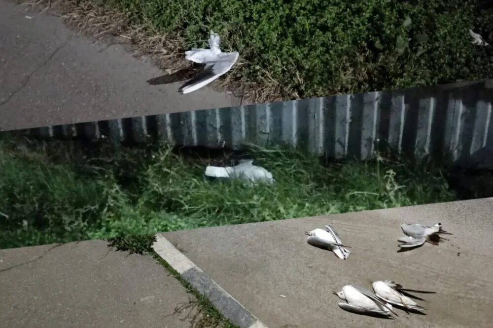 Упала птица. Упала птица