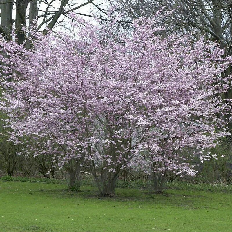 Prunus перевод. Prunus subhirtella. Prunus subhirtella 'pendula' (вишня). Вишня Розеа плена. Autumnalis rosea Сакура.