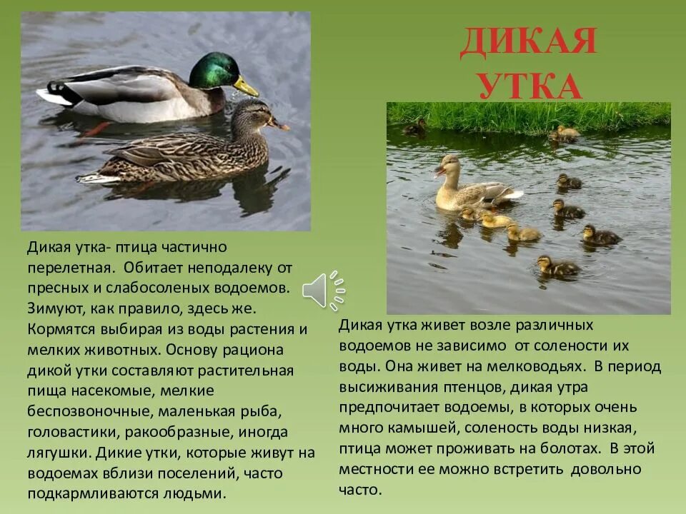 Характер утки