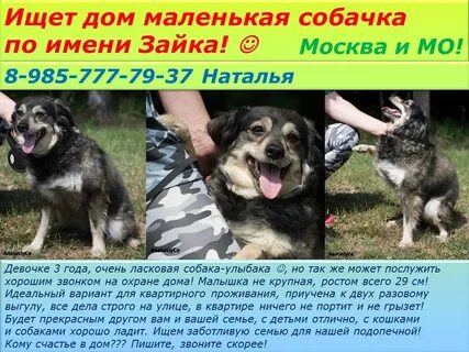 Характеристика клички собак