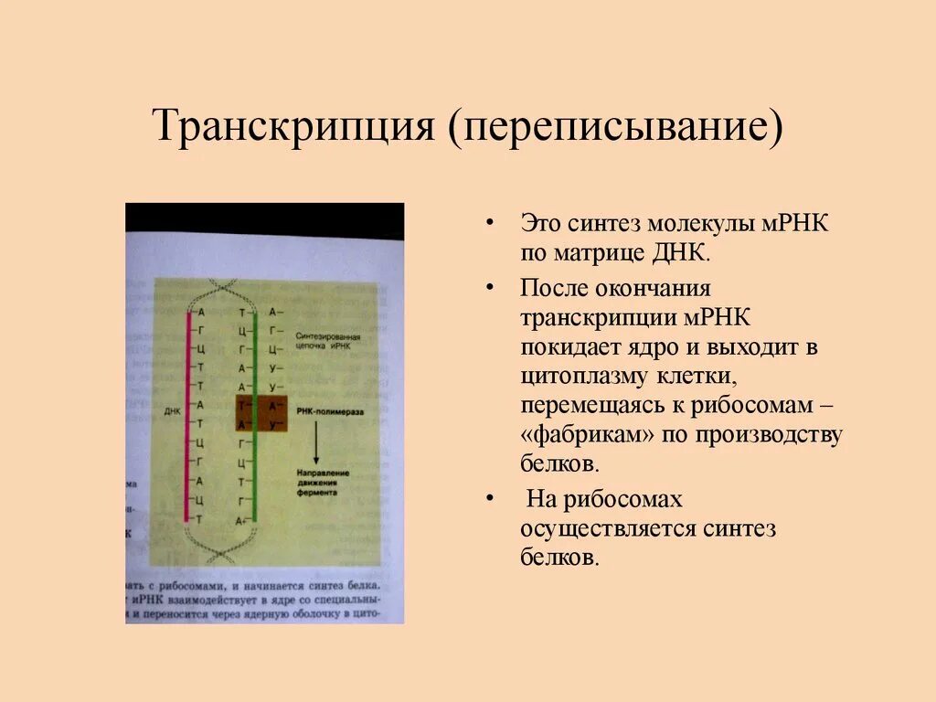 В результате реакций матричного синтеза синтезируются молекулы. Схема образования и РНК на матрице ДНК. Схема образования информационной РНК на матрице ДНК. Схема синтеза РНК по матрице ДНК. Образование ИРНК по матрице ДНК.