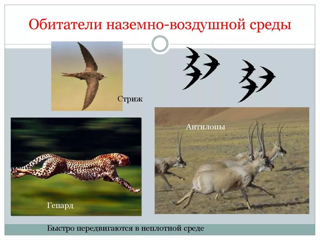 Наземно воздушные обитатели примеры