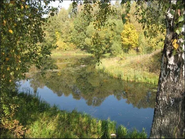 Химки лес. Лес Левобережный Химки. Река Химка в Химках. Химкинский лес растительность. Химки 1 лесная