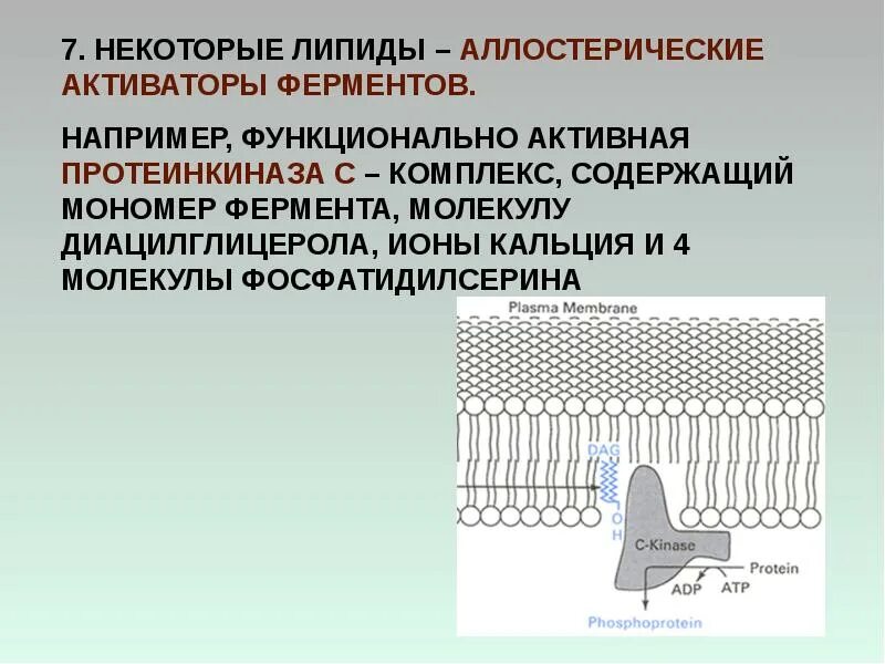 Аллостерические активаторы ферментов. Аллостерическая регуляция активности ферментов. Аллостерическая регуляция липидов. Аллостерический активатор