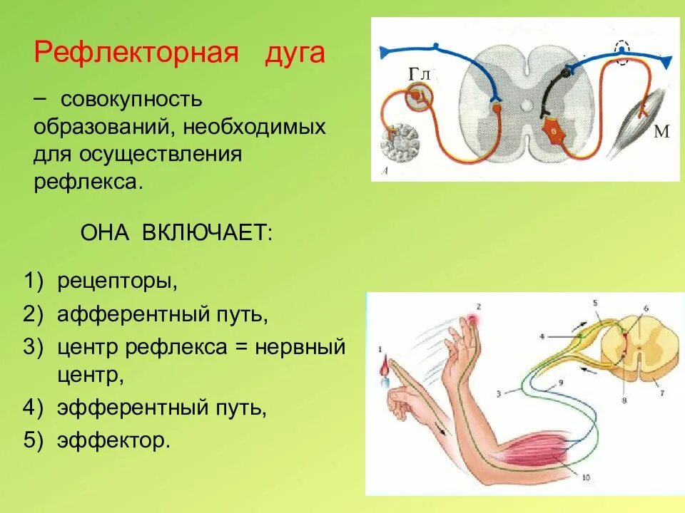 Рефлекс ЕГЭ рефлекторная дуга. Рефлекторная дуга строение классификация. Строение рефлекторной дуги. Рефлекторная дуга расположение.