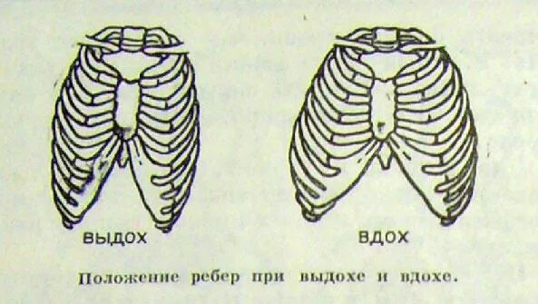 Ребра при вдохе и выдохе. Грудная клетка вдох. грудная клетка при вдохе и выдохе. ребра вдох.