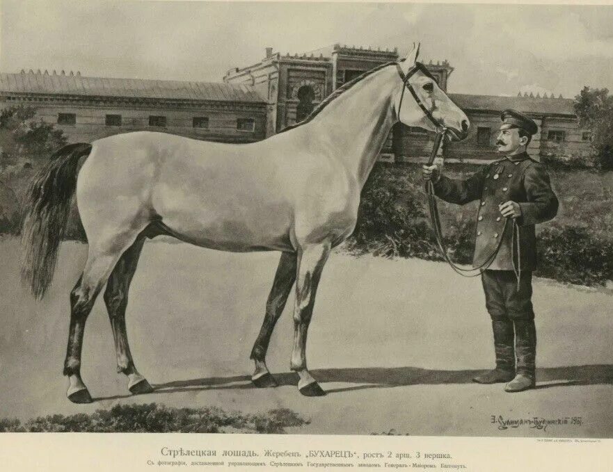 "Типы и породы лошадей Российской империи" Гулькевич н.а. 1900 год. Лошади в Российской империи. Стрелецкая порода лошадей.