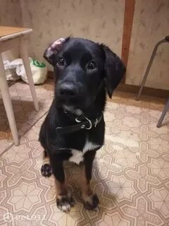 Потеряшки нижний