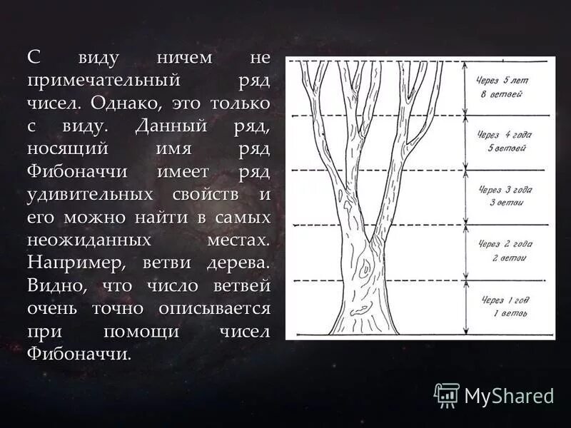 Ветвях какое число. Дерево Фибоначчи. Фибоначчи в природе деревья. Ветви деревьев Фибоначчи. Числа Фибоначчи дерево.