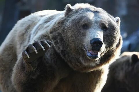 Бурый медведь биология