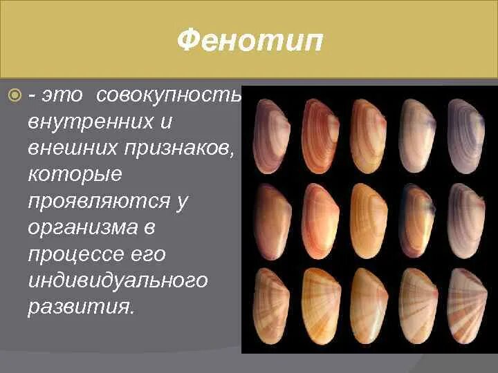 Образование фенотипов
