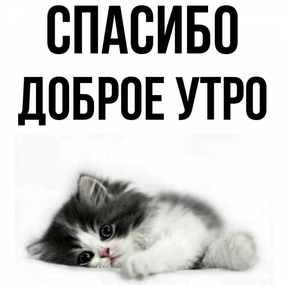 Благодарность на утро. Спасибо утро. Доброе спасибо. Спасибо за утро. Милый котик спасибо.