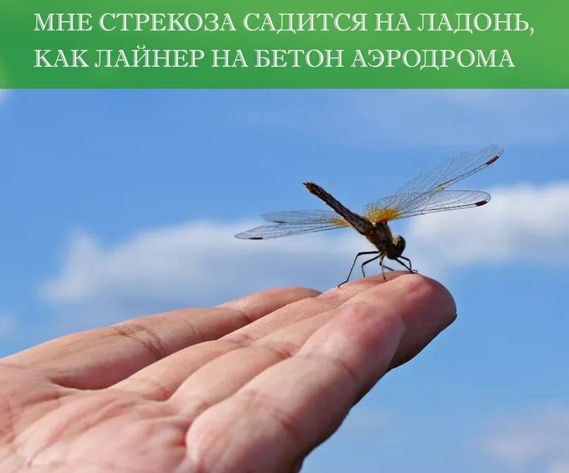 Разбойник драгонфлай. К чему села стрекоза на человека. Дозорщик-император. К чему села стрекоза на человека. К чему села стрекоза на человека.