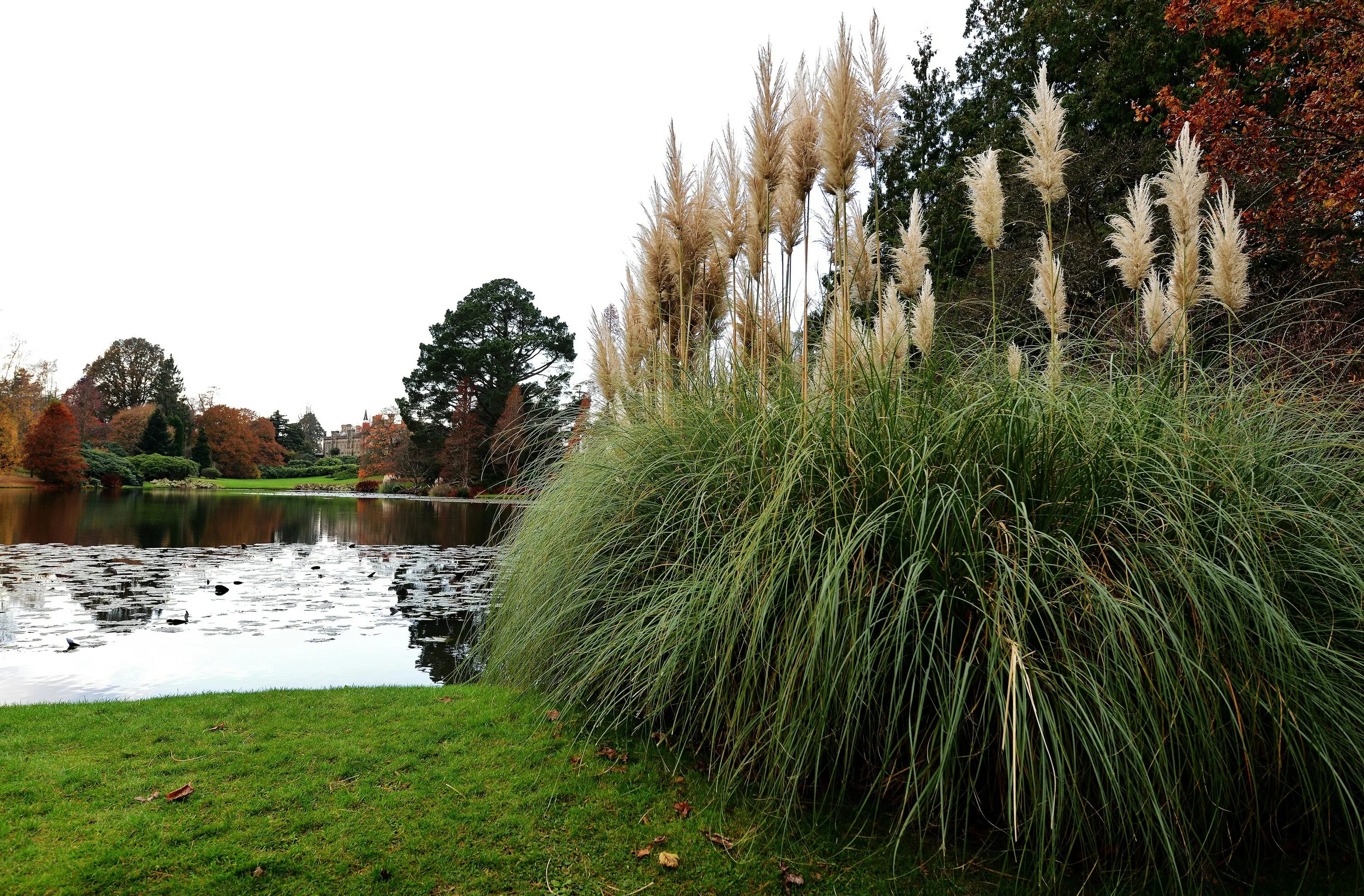 Uk parks. Шеффилд парк пруд. Пампасная трава в парке. Шеффилд парк Англия.