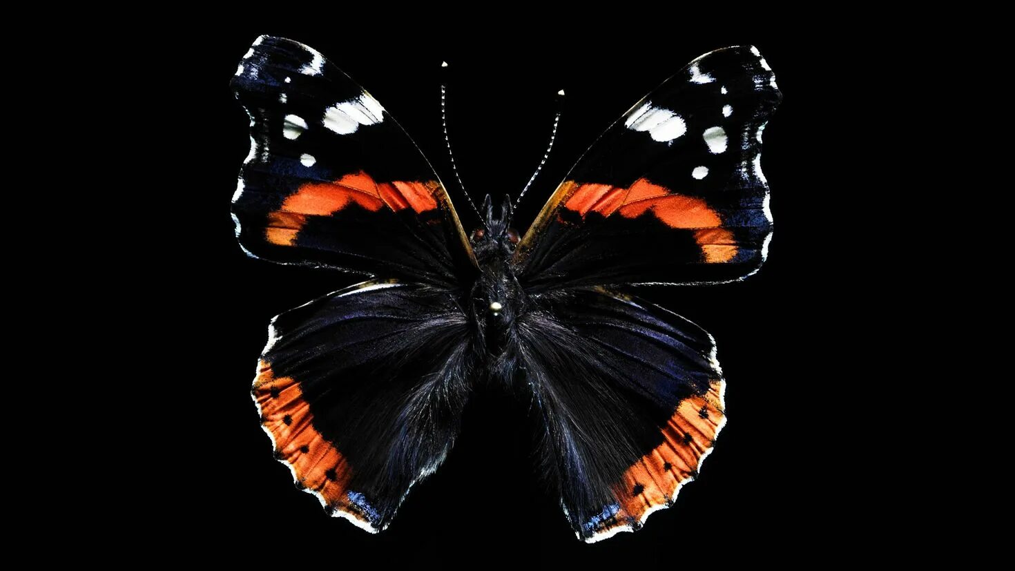 Бабочка Чернушка эфиопка. Бабочка Монарх бабочка Адмирал. Черный Кардинал бабочка. Бабочки на черном фоне.