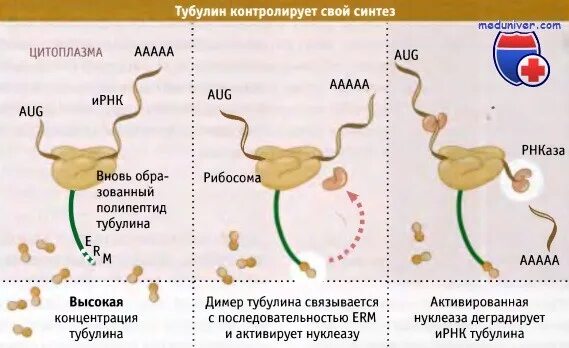 Синтез белков тубулинов