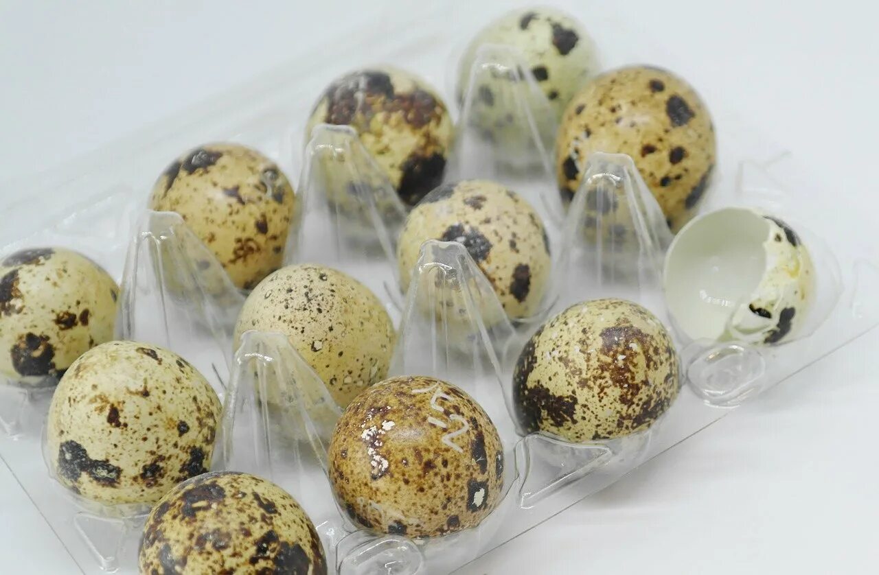 Упаковка для перепелиных яиц. Яйцо перепелиное. Вареные перепелиные яйца. Скорлупа перепелиных яиц. Перепелиные сальмонеллез