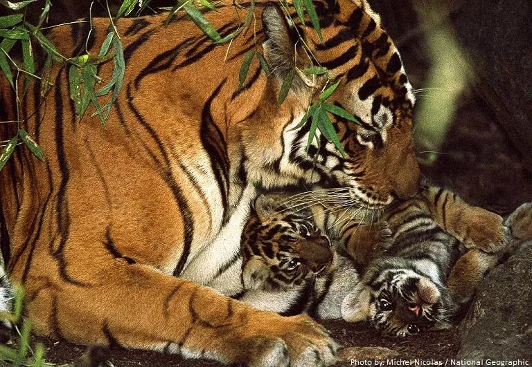 Сохранение тигров. Тигр забота о потомстве. Тигры заботятся о потомстве. Тигр сит. Бенгальский тигр Индия.