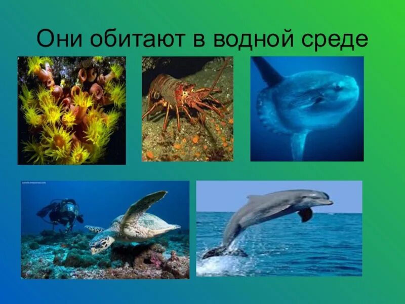 Организмы обитатели водной среды. Живые организмы водной среды обитания. Животные обитающие в водной среде. Организмы обитающие в воде. Обитателив однйос Реды.