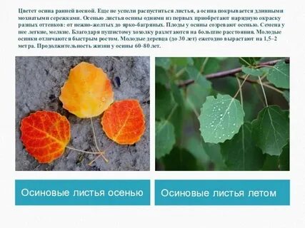 Листья осенью какие прилагательные