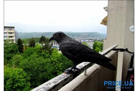 Отпугиватель галок и ворон