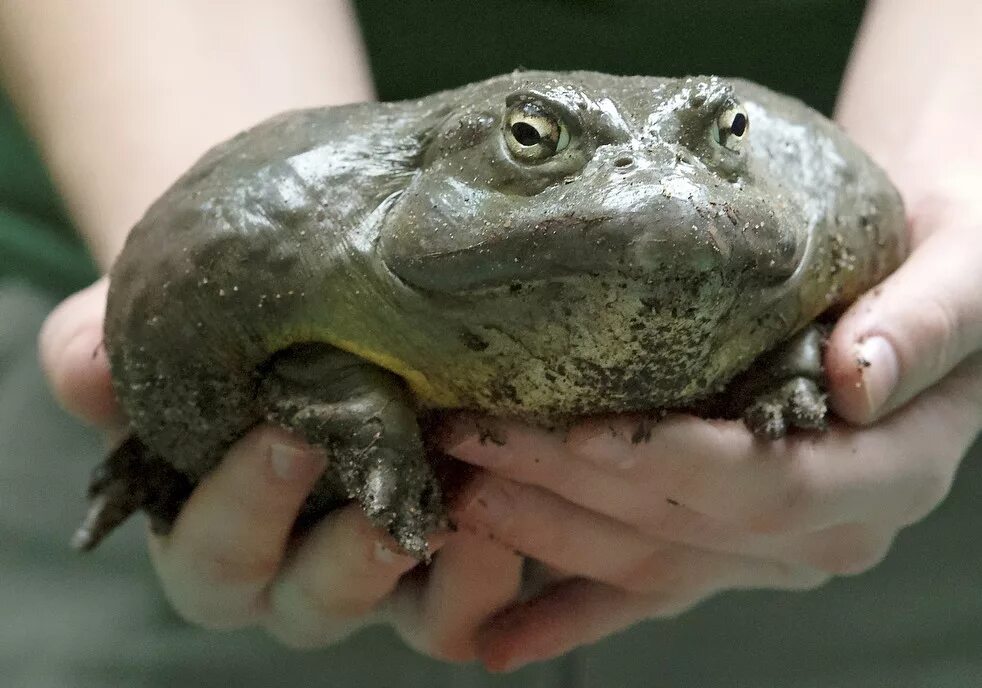 лягушка водонос голиаф. лягушка водонос (роющая лягушка). лягушка бык водонос. североамериканская лягушка-бык. лягушка-водонос (pyxicephalus adspersus).