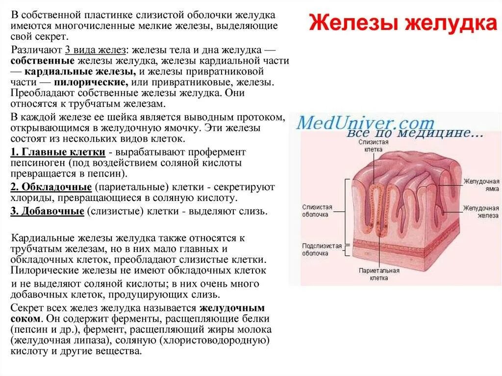 Клетки железы желудка и их функции. Железы слизистой оболочки желудка вырабатывают. Железы слизистой оболочки желудка функции. Железистые клетки слизистой желудка. Для слизистой оболочки желудка характерно наличие