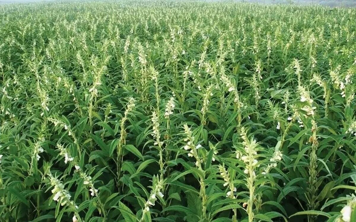 Как выглядит растущий кунжут. Сезам кунжут растение. Кунжут индийский растение. Черносемянный кунжут. Черный кунжут растение.