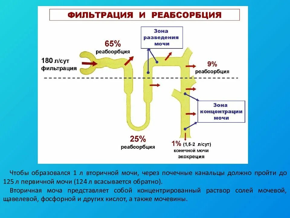 1 фильтрация первичной мочи происходит в. Строение нефрона почки реабсорбция. строение нефрона реабсорбция фильтрация. строение нефрона реабсорбция. строение нефрона фильтрация.