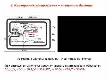 Кислородное дыхание