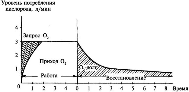 Кислородный запрос кислородный дефицит кислородный долг. Кислородный запрос физиология. Погашение кислородного долга. Кислородный долг биохимия. Максимальная величина потребления кислорода