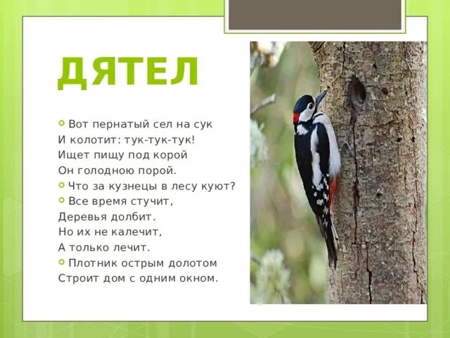 Включи дятел тук тук. Дятел тук тук. стих про дятла.