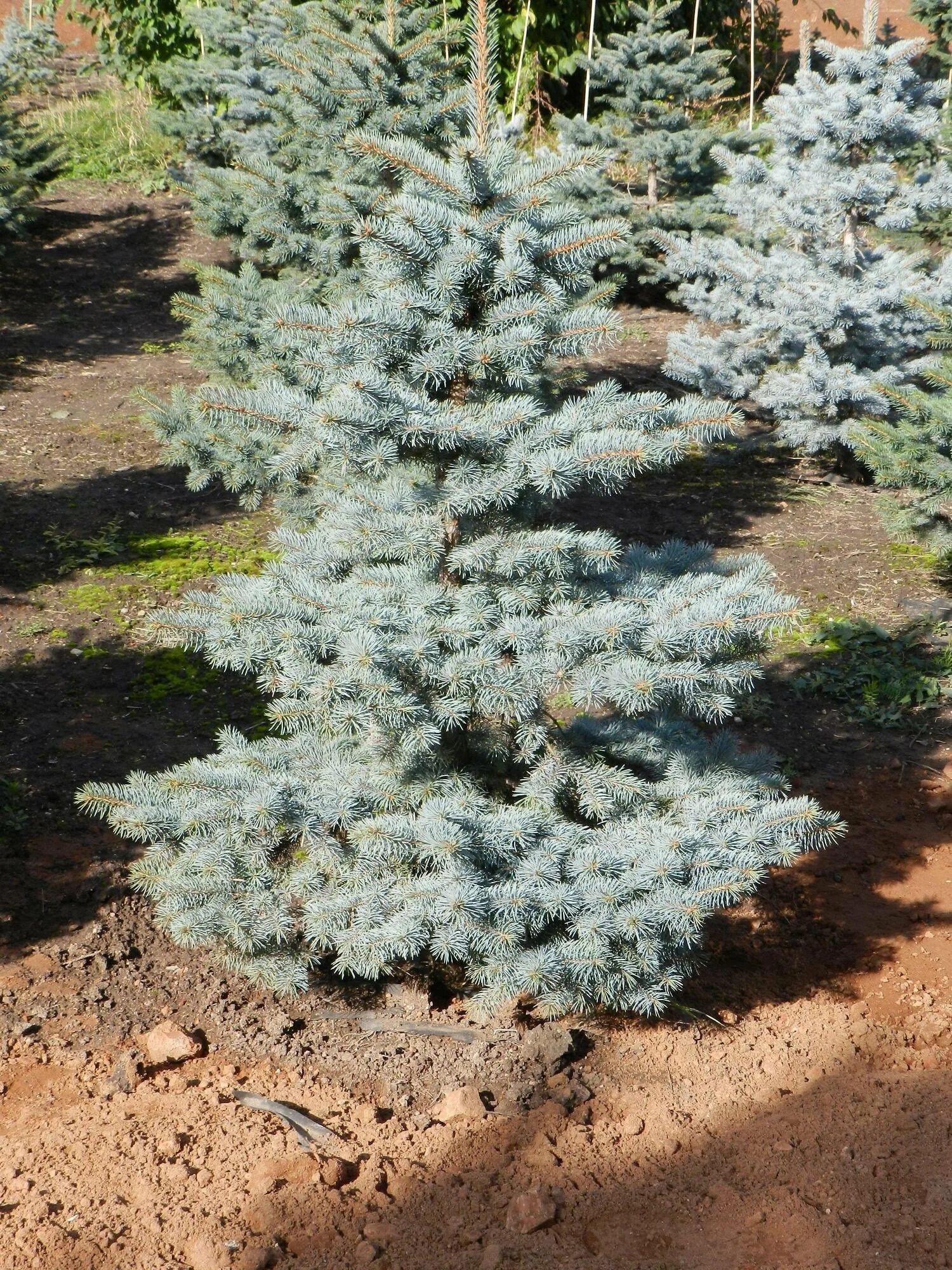 Ель колючая blue. Ель колючая Мисти Блю. Ель Глаука Мисти Блю. Ель колючая голубая Глаука Мисти Блю. Ель колючая Глаука Маджестик.