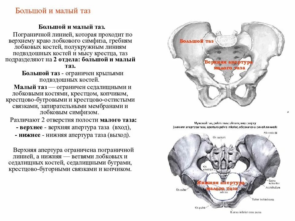 Лобковая область мужчины. Большой и малый таз граница анатомия. Кости образующие большой и малый таз. Пограничная линия таза анатомия. Большой таз и малый таз анатомия.
