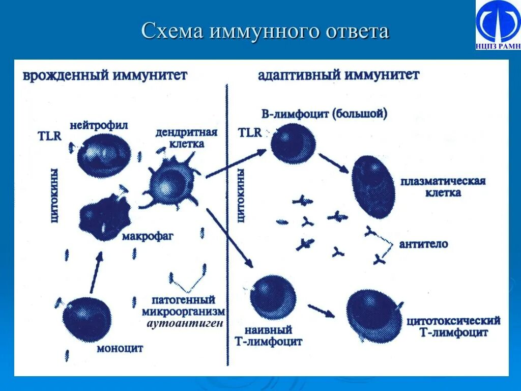 Роль в иммунных реакциях. Первичный иммунный ответ иммунология схема. Схема формирования врожденного иммунитета. Схема специфического клеточного иммунного ответа. Общая схема иммунного ответа иммунология.