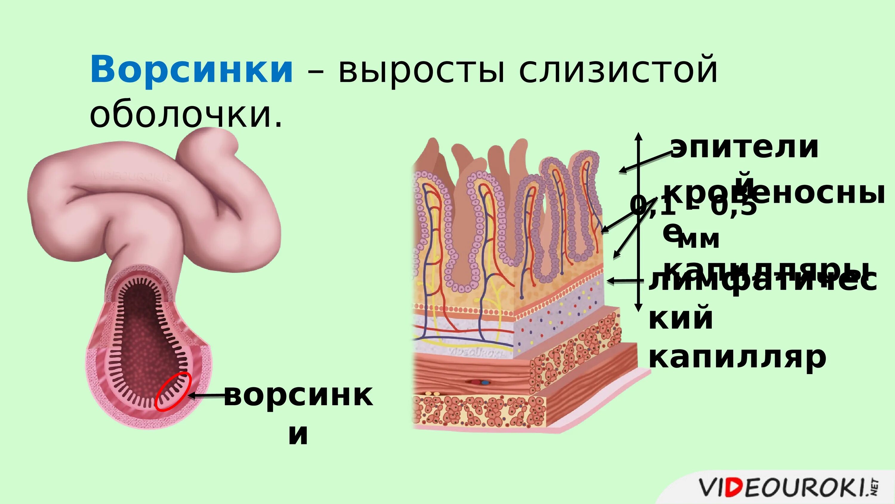 Тонкая кишка биология. Тонкая кишка биология 8 класс. Пищеварение в тонком кишечнике 8 класс. Ворсинки тонкого кишечника анатомия. Строение ворсинки тонкого кишечника.